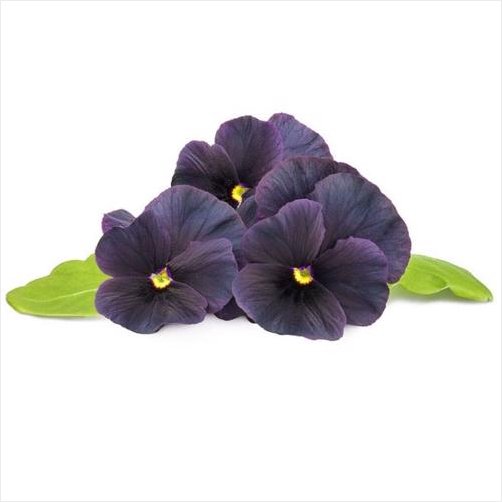 Smart Garden Refill 3-Pack Sort Stemorsblomst