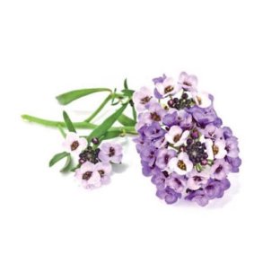 Smart Garden Refill 3-Pack Sd Alyssum